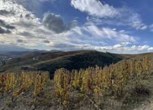 Vignoble Cote Rotie